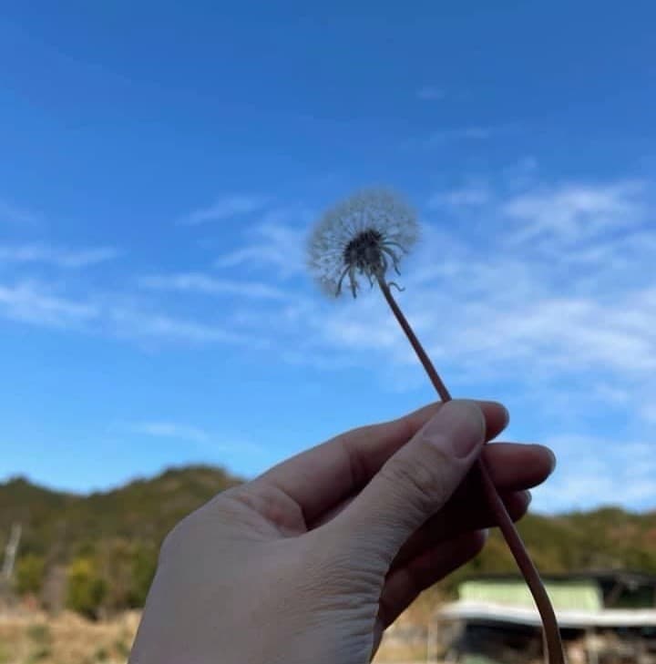 Rice cultivation at Sasabase — 6th-Sector School